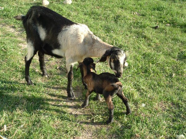 Family Torah School 2013 – Day 1 – Torah Family Living